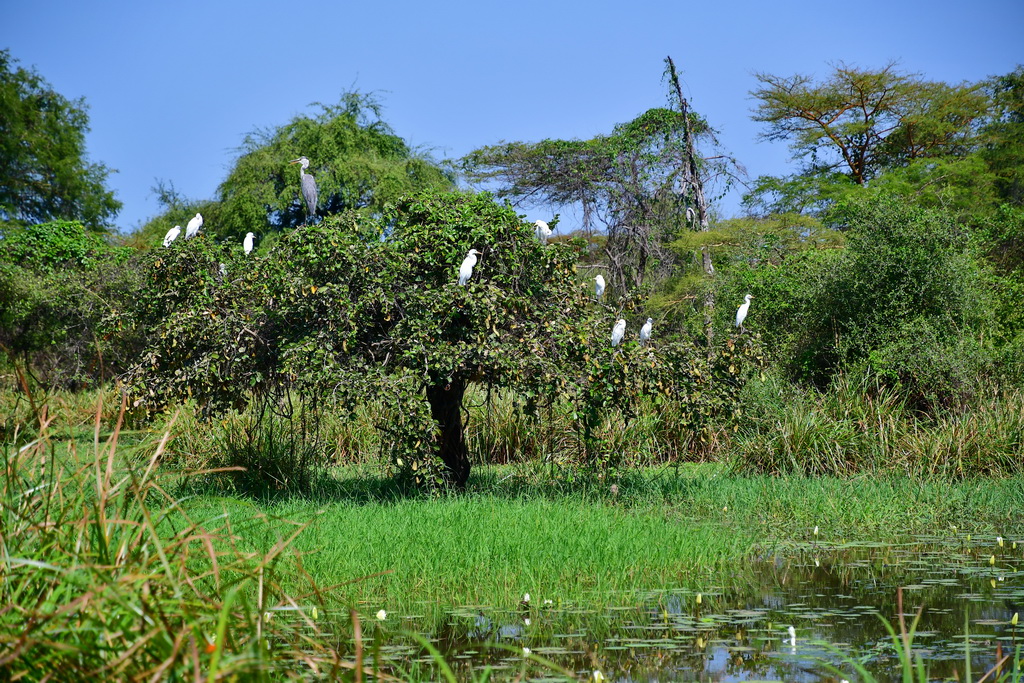 Gambela region